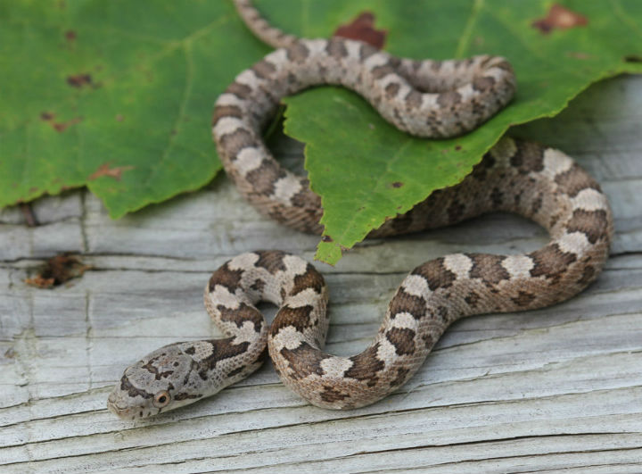 Yellow Rat Snake